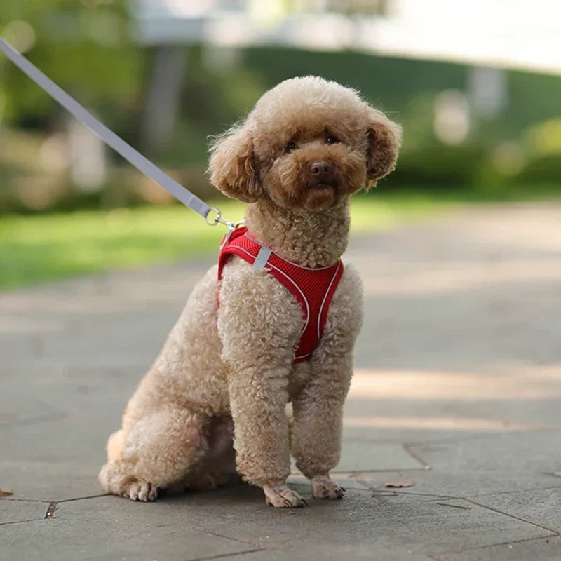 The Growing Mart Puppy Harness Set, Adjustable No-Pull Leash Combo.
