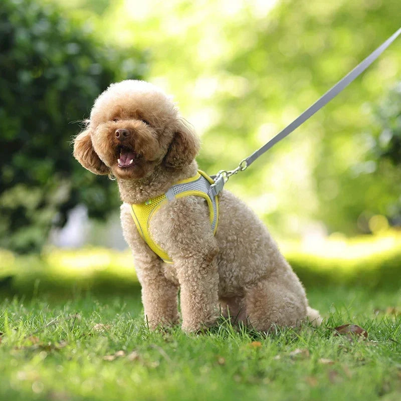 The Growing Mart Puppy Harness Set, Adjustable No-Pull Leash Combo.