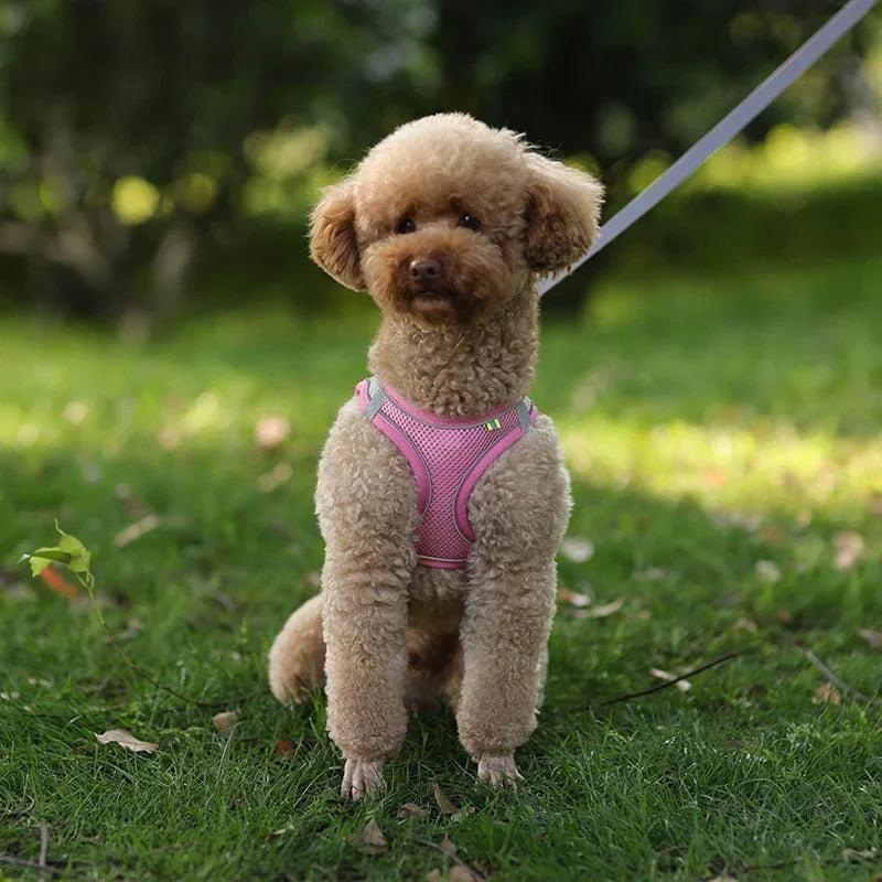 The Growing Mart Puppy Harness Set, Adjustable No-Pull Leash Combo.