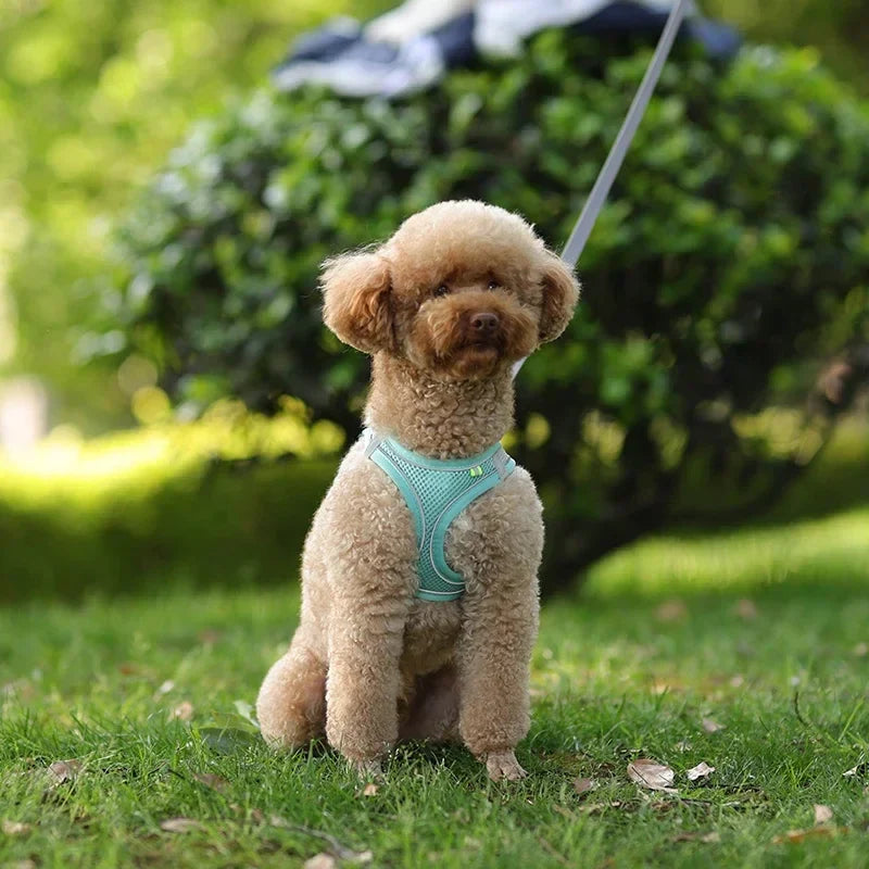 The Growing Mart Puppy Harness Set, Adjustable No-Pull Leash Combo.
