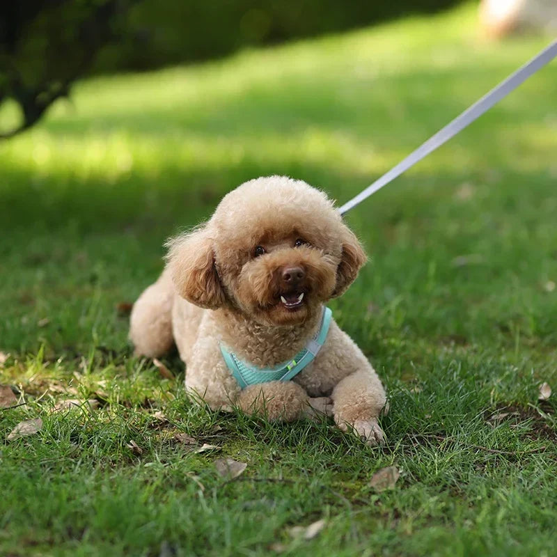 The Growing Mart Puppy Harness Set, Adjustable No-Pull Leash Combo.